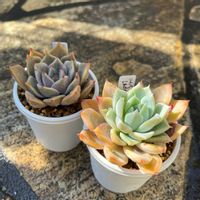 多肉植物,多肉大好き,多肉中毒,多肉のある暮らし,多肉女子の画像