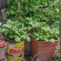 ジャガイモ,ぽろしり（じゃがいも）,ポテトバック,家庭菜園の画像