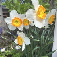 フリージア,ムスカリ,クリサンセマム,春の花,オステオスペルマムの画像