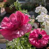 アブチロン,キンギョソウ,チューリップ,チューリップ,ラズベリーの画像