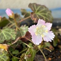 イワウチワ,西洋翁草,日本翁草,山野草,花のある暮らしの画像