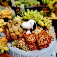 エボルブルス,アメリカンブルー,サボテン,ピンクルルビー,月世界の画像