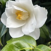 サザンカ,サザンカ,やっぱり白花の画像