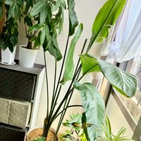 ストレリチア,オーガスタ,観葉植物,観葉植物のある暮らし,リビング・ダイニングの画像