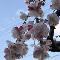 ツルニチニチソウ,ハナモモ,花のある暮らし,復興を祈る,玄関アプローチの画像