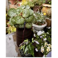 ユキノシタ,シダ類,キララ,プレミアム サフィニア,花のある暮らしの画像