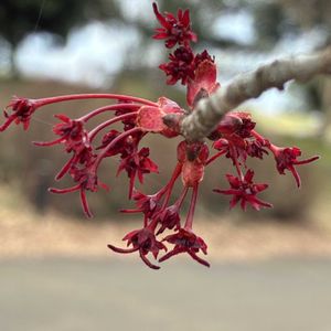 ハナノキ,落葉樹,公園散歩,愛知県の県木,木曜日は木の画像