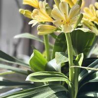 クンシラン,鉢植え,いやされる,やっぱり花が好き♡,庭の画像