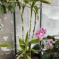 ミリオンバンブー,今日のお花,手作りビニールハウスの画像