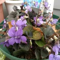 ムラサキシキブ,アスパラガス,家庭菜園,庭の画像