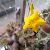 パキポディウム・グラキリス,パキポディウム・グラキリス,パキポディウム・グラキリス,麗虹玉,パキポディウム属の画像