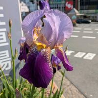 ジャーマンアイリスの画像