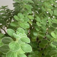 アロマティカスの画像