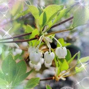 コブシ,ツバキ,ドウダンツツジ,白椿,白ツバキの画像