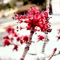 ハナノキ,植栽,在来種,ムクロジ科,落葉高木の画像