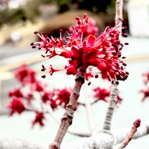 ハナノキ,植栽,在来種,ムクロジ科,落葉高木の画像