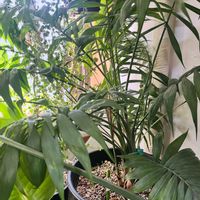 テーブルヤシ,観葉植物,花のある暮らし,GREEN UP!,部屋の画像