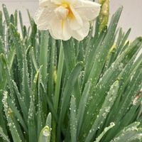 水仙 エルリッチャー,屋上,花のある暮らし,古株さん,家庭菜園奮闘日記の画像