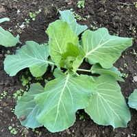 キャベツの画像