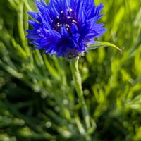 ヤグルマギク,ヤグルマギク,矢車草の画像