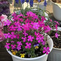 アリッサム,イチゴ,キキョウ,ノースポール,ビオラの画像