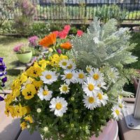 キンセンカ,スイートアリッサム ,ビオラ,プリムラ　ジュリアン,スノーポール (寒白菊)の画像