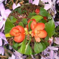 カモミール,ボケ,ボケ,ムスカリ,シバサクラの画像