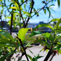 ノースポール,ハナズオウ,モモ,スカシユリ,ハエトリグモの画像