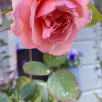 バラ,ありがとう♡嵐♡,バラと夢CLUB,木曜モフモフ,チーム岐阜の画像