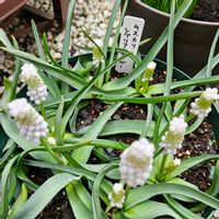 ムスカリ,ムスカリ　シベリアンタイガー,鉢植え,明るい日陰,プランターの画像