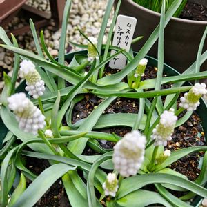 ムスカリ,ムスカリ　シベリアンタイガー,鉢植え,明るい日陰,プランターの画像