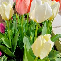 チューリップ,ガジュマル,胡蝶蘭,デンドロビューム,アボカド鉢植えの画像