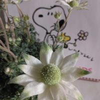 スイセン,ネモフィラ,フランネルフラワー,フランネルフラワー,ルピナスの画像