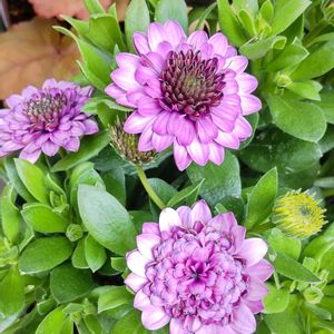 鉢植え,花のある暮らし,出た！新芽♡,ピンクのお花,季節のお花の画像