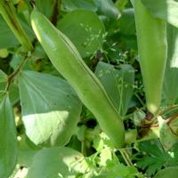 そら豆,アーモンド,さくらんぼ,種まき,軒下の画像