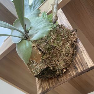 ビカクシダ ウィリンキー, ビカクシダ,ビカクシダ板付の画像