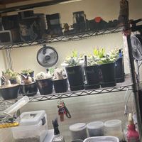 サボテン,エケベリア,アガベ,アデニウム,パキポディウムグラキリスの画像