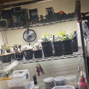 サボテン,エケベリア,アガベ,アデニウム,パキポディウムグラキリスの画像