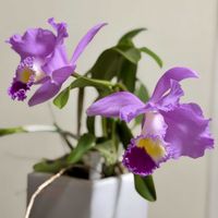 カトレア,カトレア,カトレアの画像