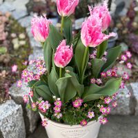 バーベナ,バーベナ,桜牡丹,桜牡丹,クモマグサの画像