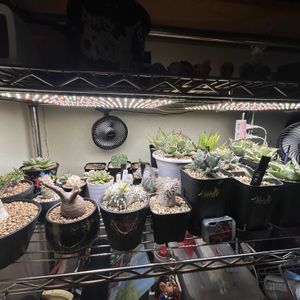 サボテン,エケベリア,アガベ,アデニウム,パキポディウムグラキリスの画像