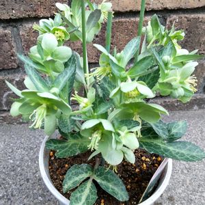 クリスマスローズ,クリスマスローズ,リヴィタス,鉢植え,花のある暮らしの画像