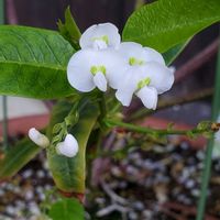 ハーデンベルギア,花のある暮らし,植物のある暮らし,ハーデンベルギア スノーワンダーの画像