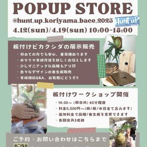 板付けビカクシダ,着生植物,インテリアグリーン,珍奇植物,ビザールプランツの画像