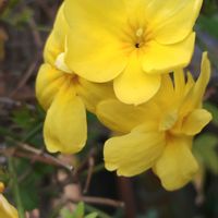 黄梅,オステオスペルマム,ピンクパンサー,椿,椿の画像