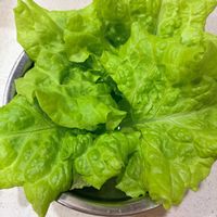 サニーレタス,水耕栽培,収穫の画像