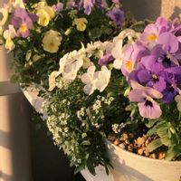 アリッサム,パンジー,ビオラ,寄せ植え,ベランダガーデニングの画像