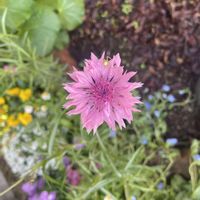 ヤグルマギク,種から,春のお花の画像