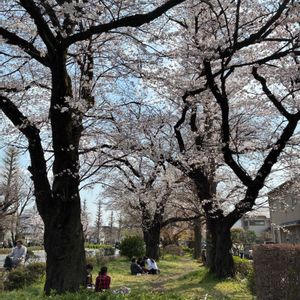 サクラ,サクラ,サクラ,菜の花,ヤマザクラの画像