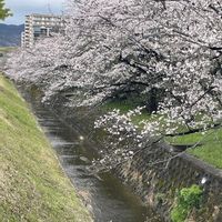 ニオイバンマツリ,紫陽花が好き♡,砺波チューリップの画像